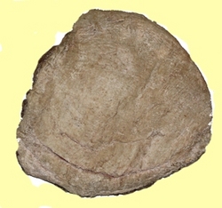 Manufacturers Exporters and Wholesale Suppliers of Honey Comb Kanpur Uttar Pradesh